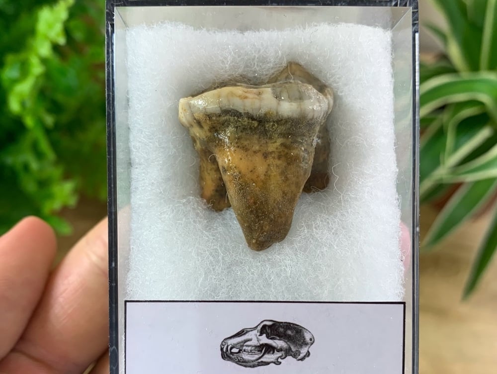 Ursus spelaeus Cave Bear Tooth (molar) #01