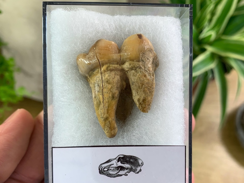 Ursus spelaeus Cave Bear Tooth (molar) #02