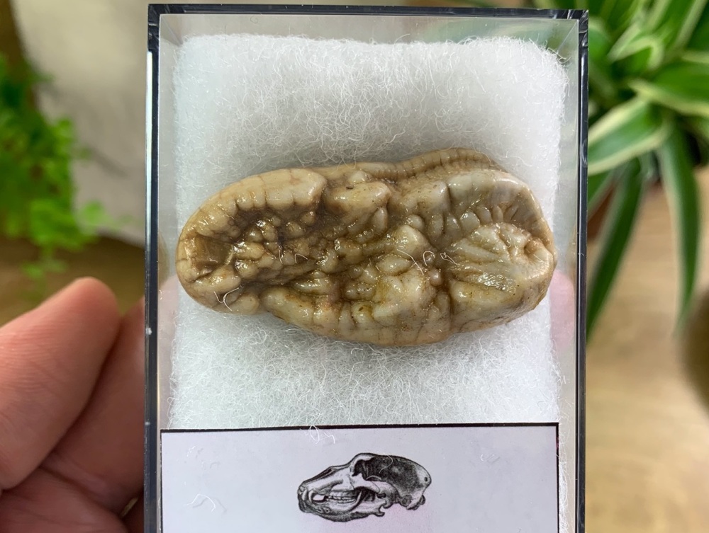 Ursus spelaeus Cave Bear Tooth (molar) #03