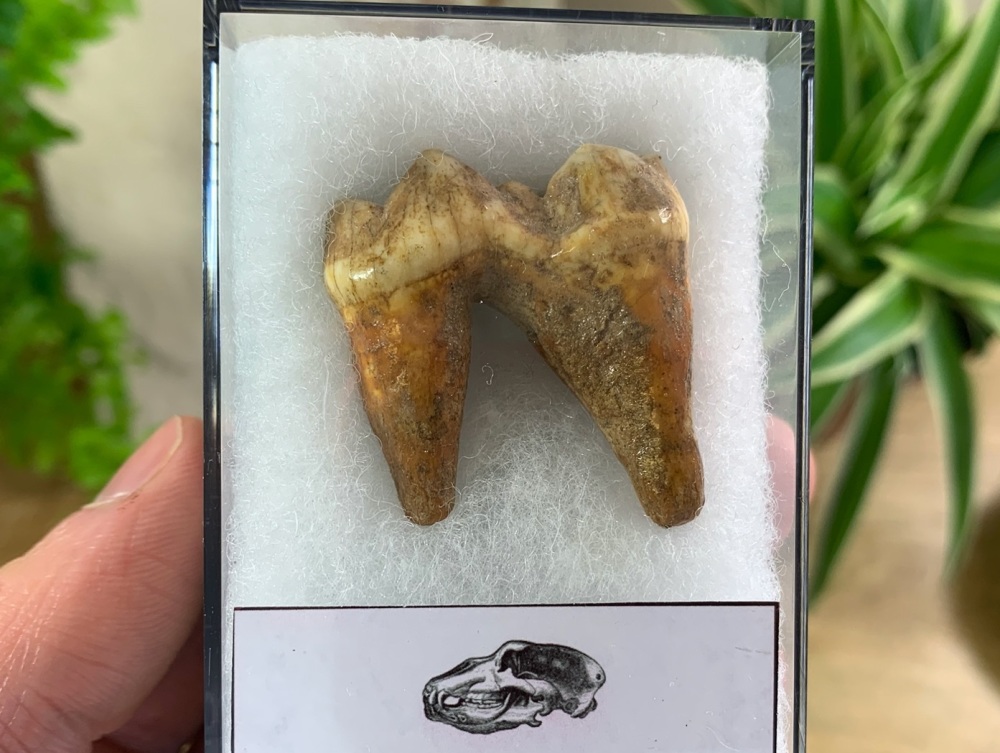 Ursus spelaeus Cave Bear Tooth (molar) #04