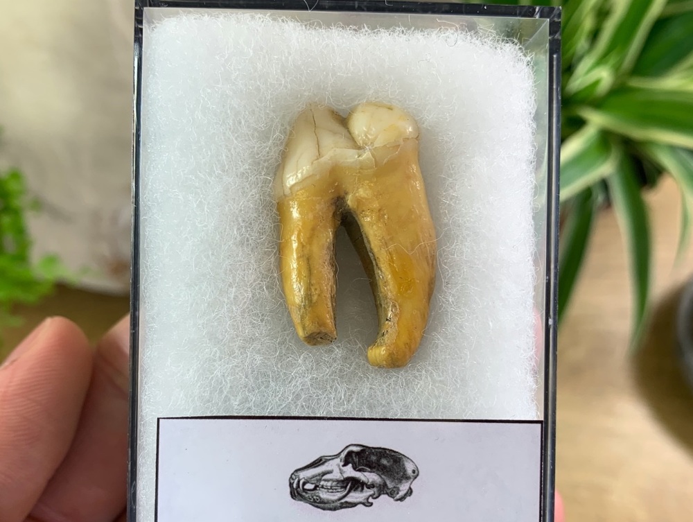Ursus spelaeus Cave Bear Tooth (molar) #05