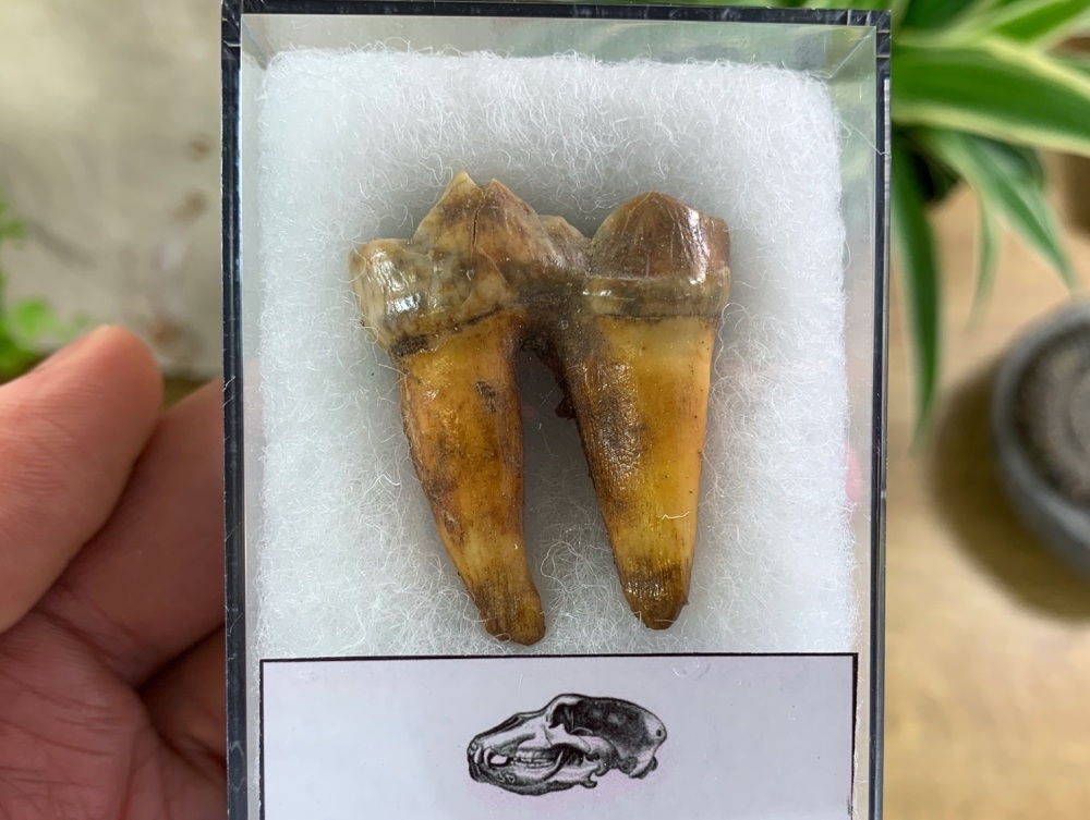 Ursus spelaeus Cave Bear Tooth (molar) #06