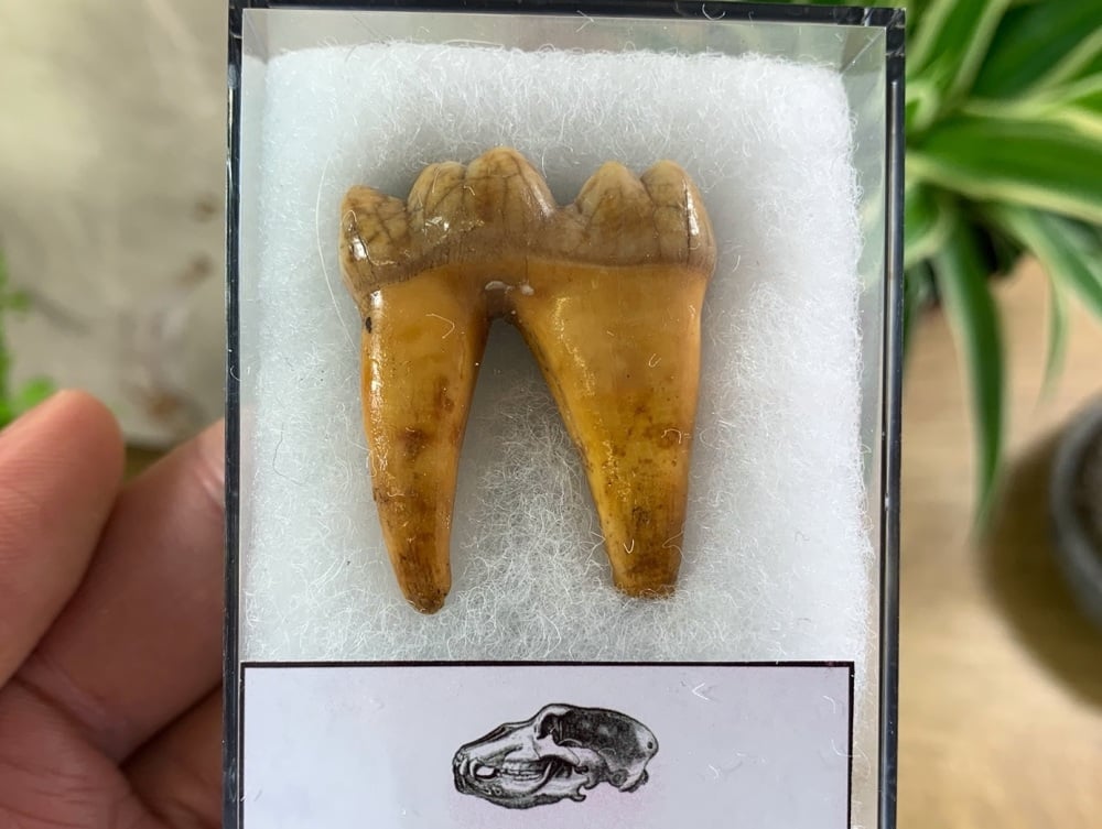 Ursus spelaeus Cave Bear Tooth (molar) #07