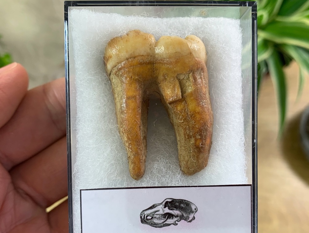 Ursus spelaeus Cave Bear Tooth (molar) #08