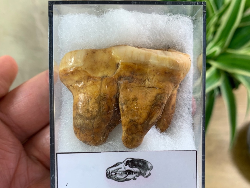Ursus spelaeus Cave Bear Tooth (molar) #09