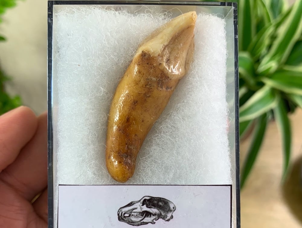 Ursus spelaeus Cave Bear Tooth (incisor) #10