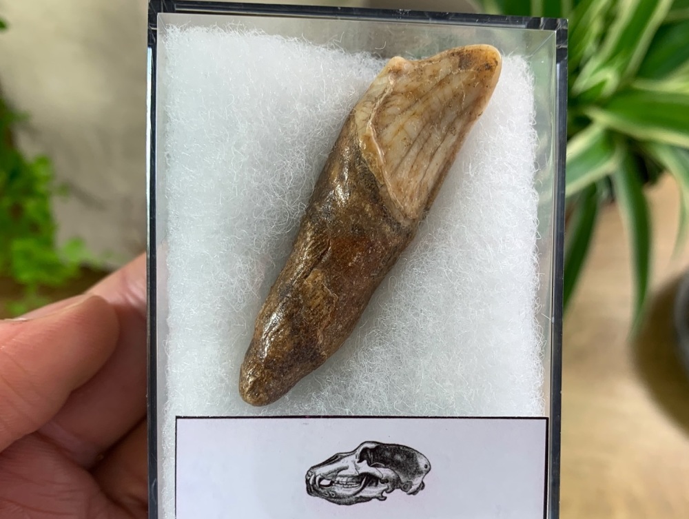 Ursus spelaeus Cave Bear Tooth (incisor) #12