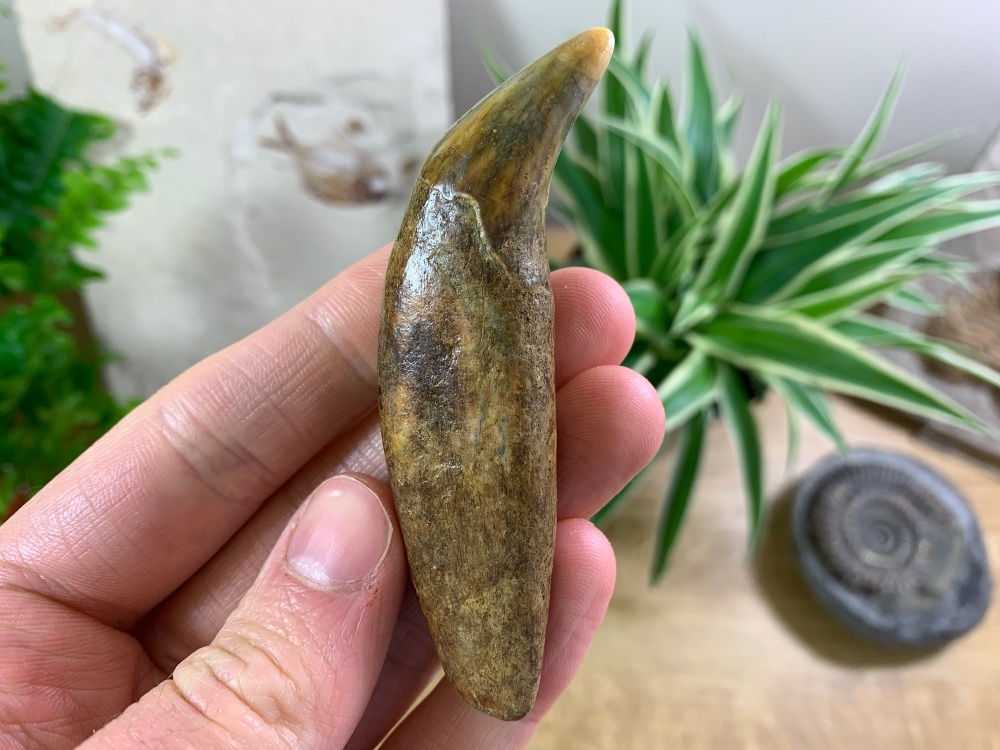 Ursus spelaeus Cave Bear Canine (3.25 inch) #01
