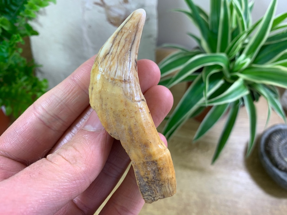 Ursus spelaeus Cave Bear Canine (3.25 inch) #02