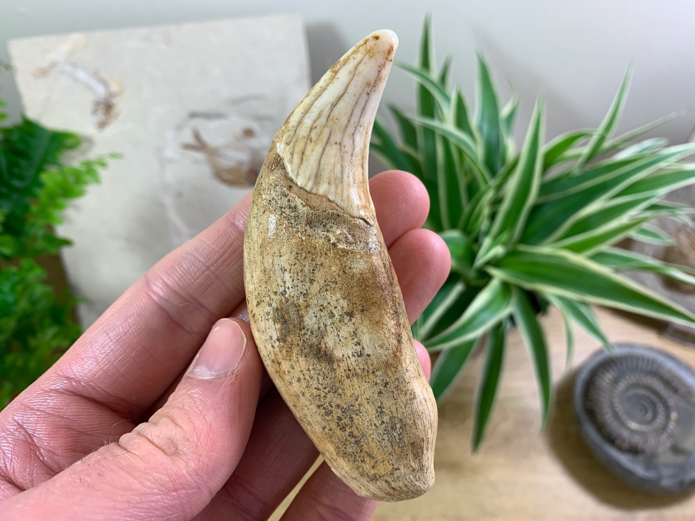 Ursus spelaeus Cave Bear Canine (3.25 inch) #03