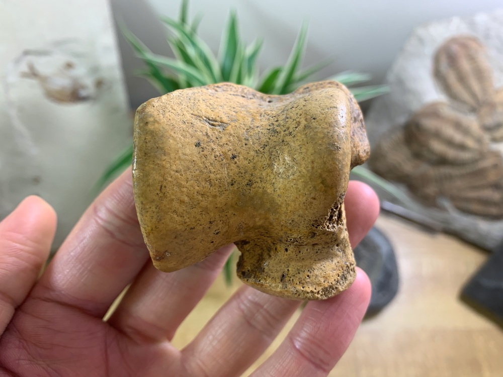 Cave Bear Astragalus (Ankle Bone) #01