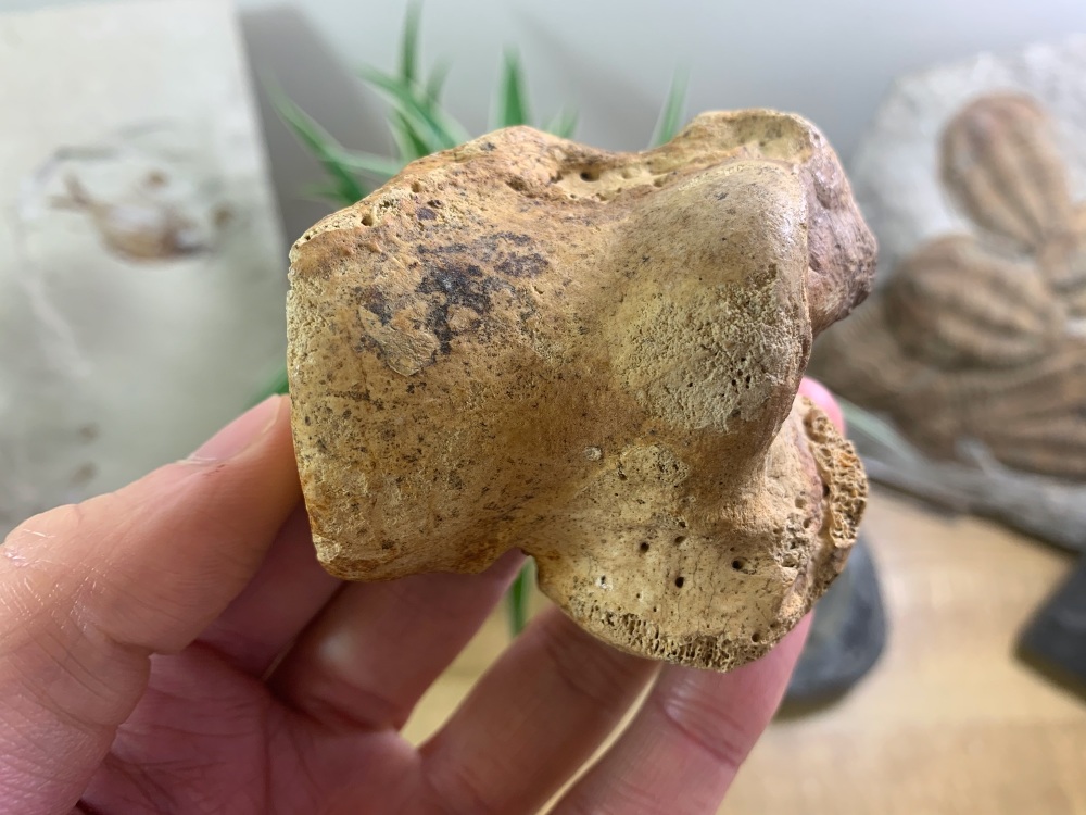 Cave Bear Astragalus (Ankle Bone) #02
