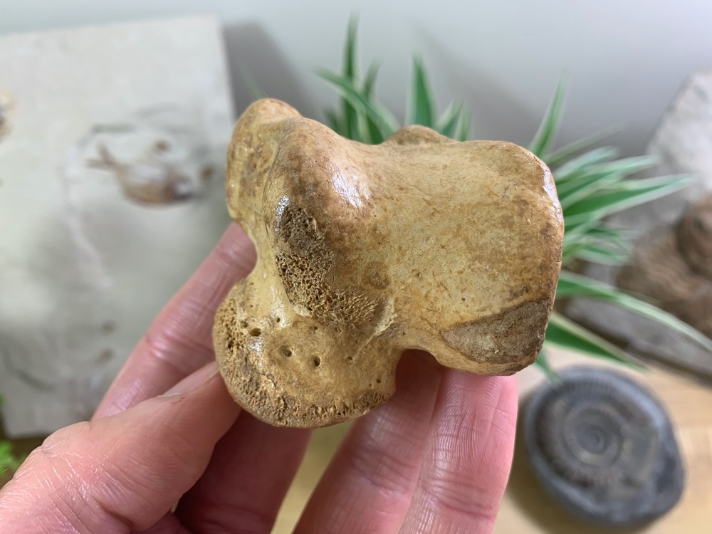 Cave Bear Astragalus (Ankle Bone) #04