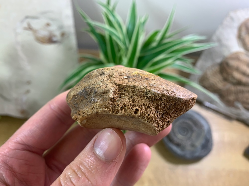 Cave Bear Knee Cap #03