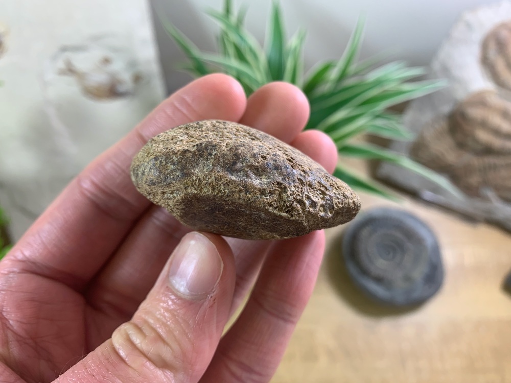 Cave Bear Knee Cap #04