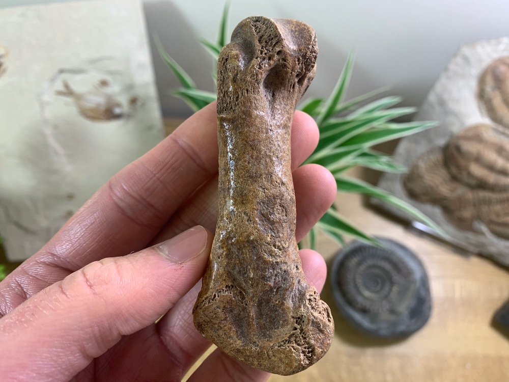 Cave Bear Metacarpal (finger/toe bone) #01