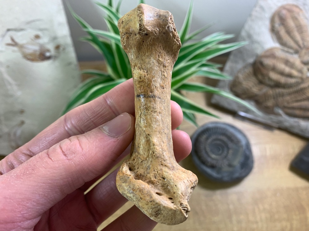 Cave Bear Metacarpal (finger/toe bone) #03