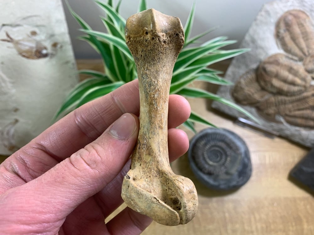 Cave Bear Metacarpal (finger/toe bone) #04