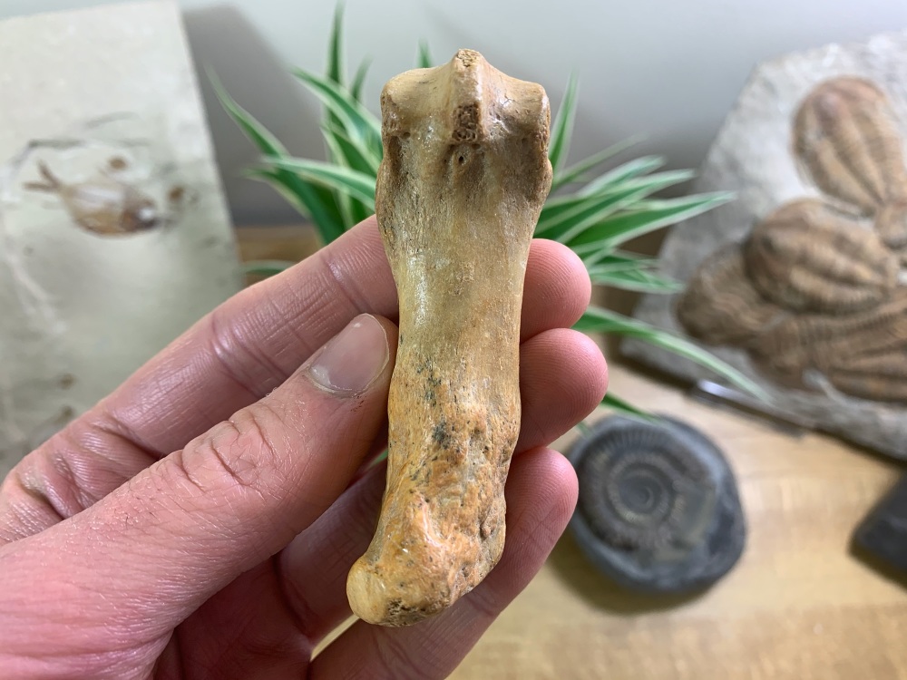 Cave Bear Metacarpal (finger/toe bone) #05