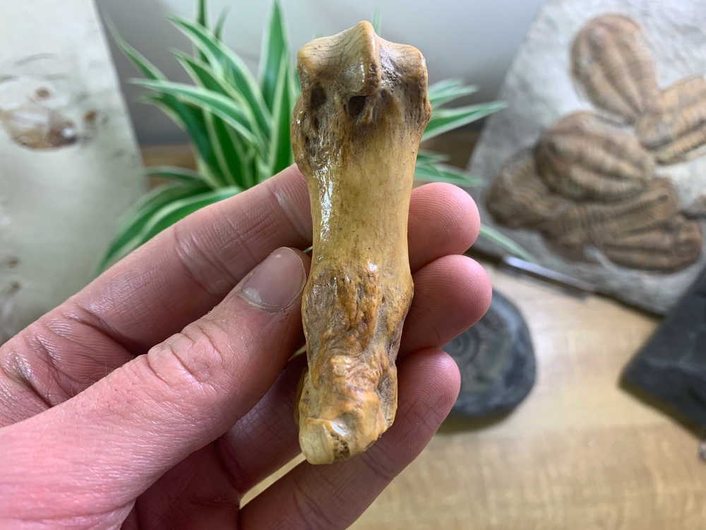 Cave Bear Metacarpal (finger/toe bone) #06