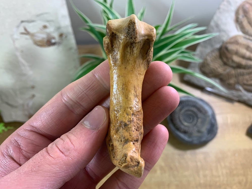 Cave Bear Metacarpal (finger/toe bone) #08