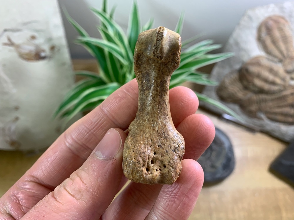 Cave Bear Digit (finger/toe bone) #09