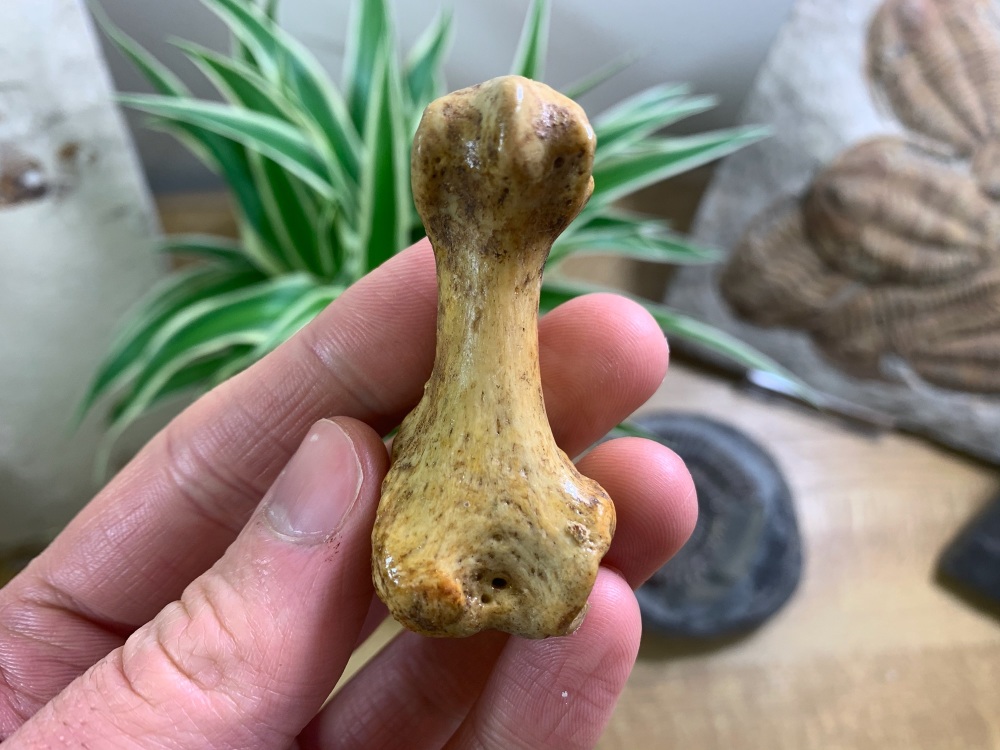 Cave Bear Digit (finger/toe bone) #10