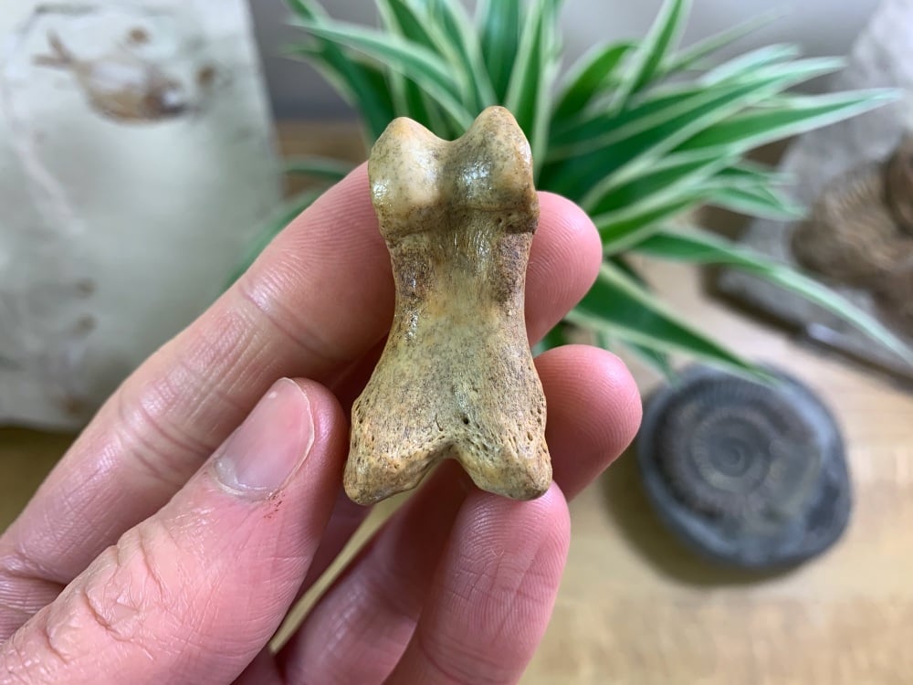 Cave Bear Digit (finger/toe bone) #12