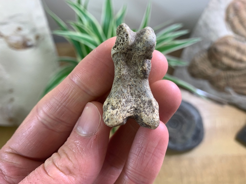 Cave Bear Digit (finger/toe bone) #13