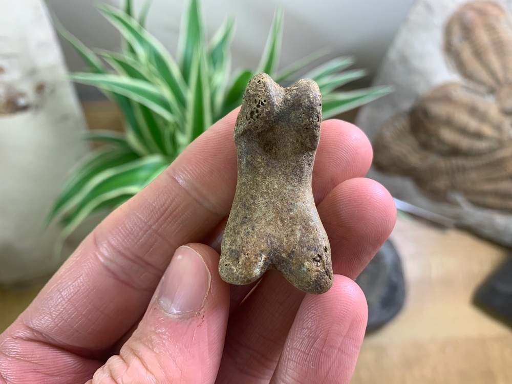 Cave Bear Digit (finger/toe bone) #14