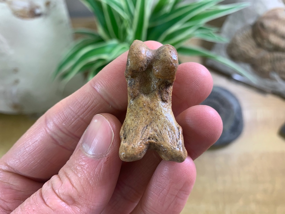 Cave Bear Digit (finger/toe bone) #15