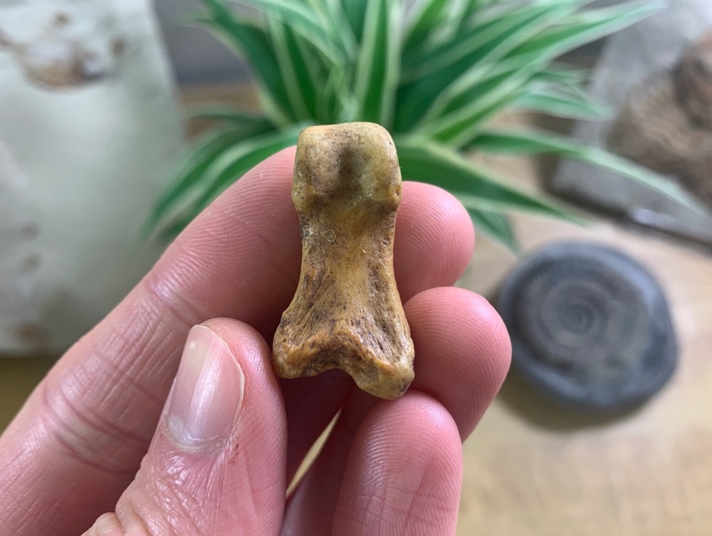 Cave Bear Digit (finger/toe bone) #16
