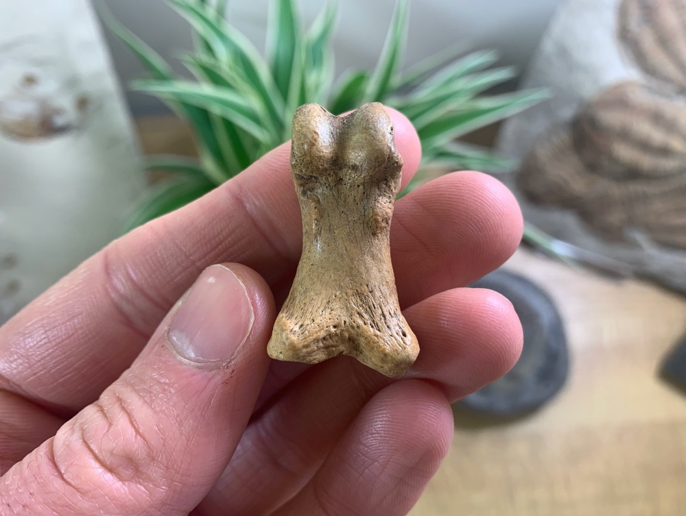 Cave Bear Digit (finger/toe bone) #17