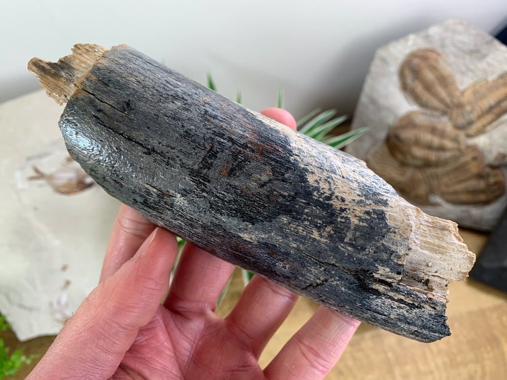 Woolly Mammoth Tusk, Germany (6 inches) #03