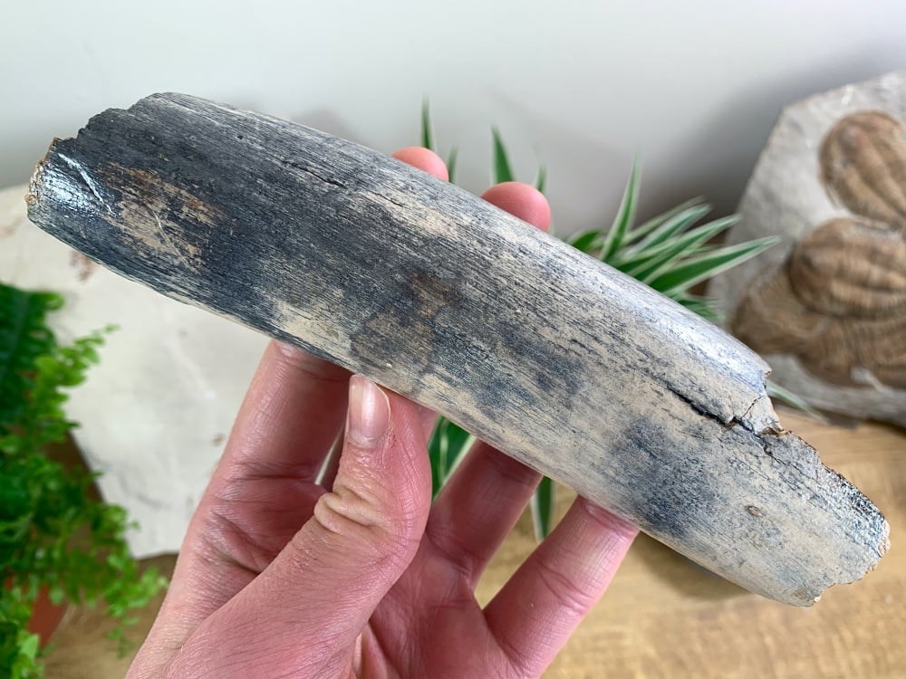Woolly Mammoth Tusk, Germany (6 inches) #04