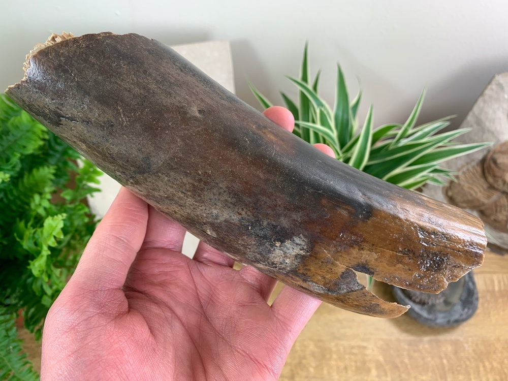 Woolly Mammoth Tusk, Germany (7.5 inches) #07