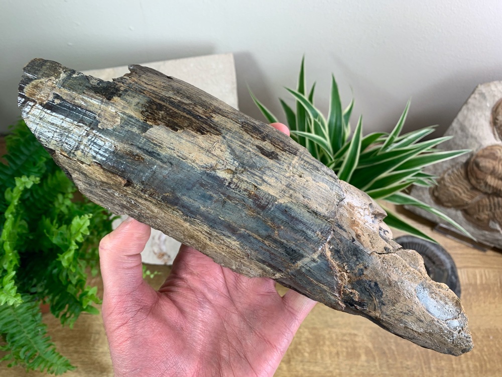 Woolly Mammoth Tusk, Germany (11 inches) #08
