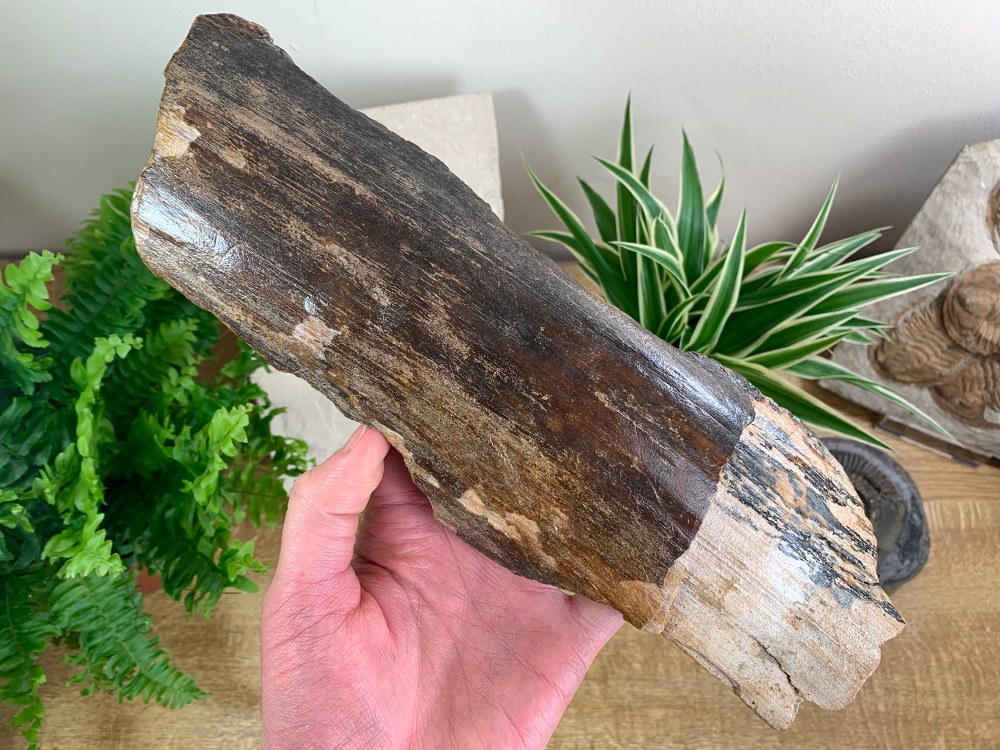 Woolly Mammoth Tusk, Germany (11.5 inches) #09