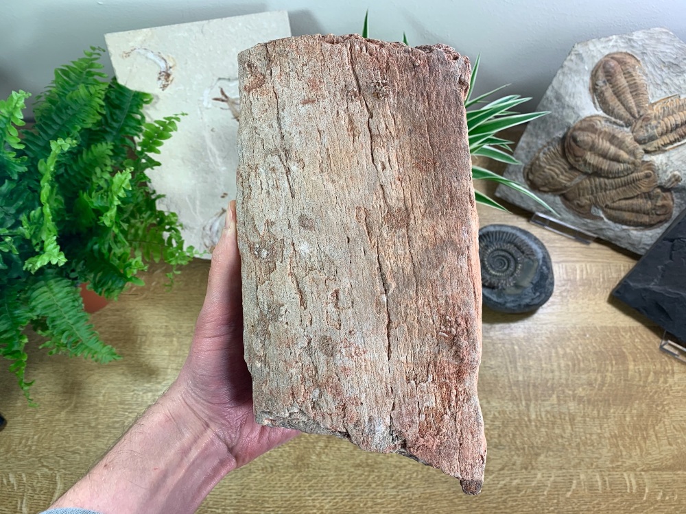 HUGE Dinosaur Limb Bone, Kem Kem #01