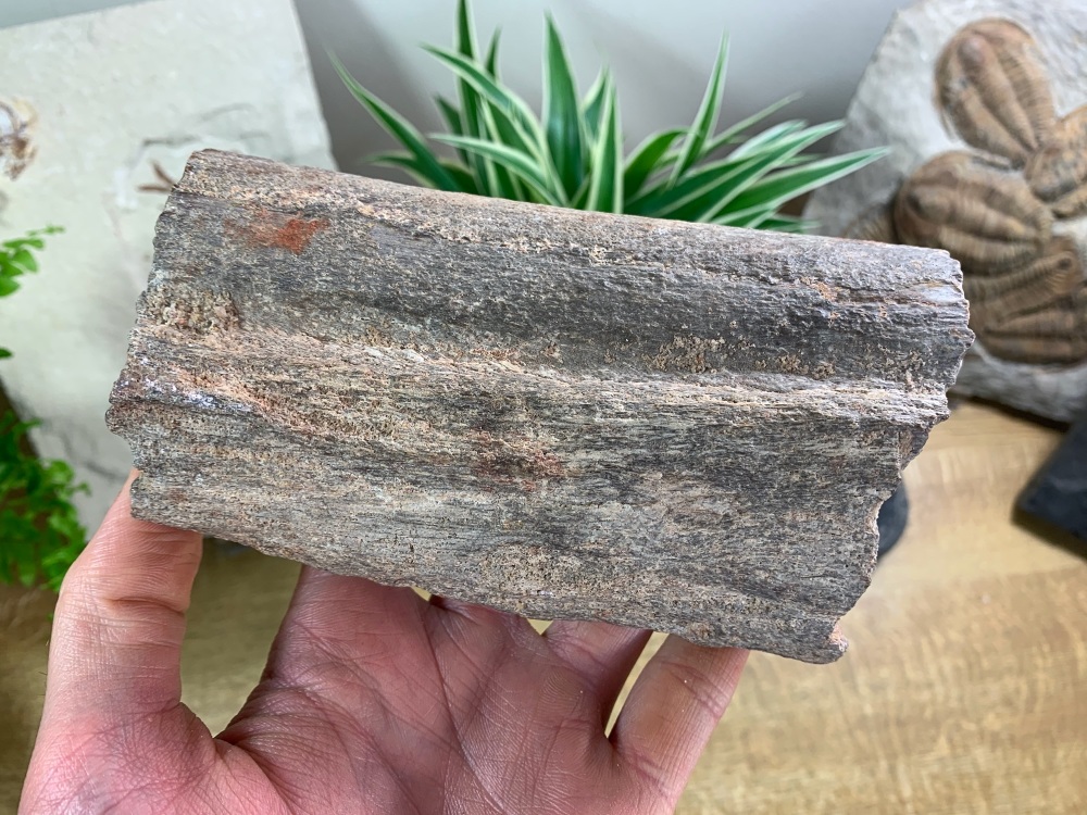 Large Dinosaur or Reptile Bone, Kem Kem #01