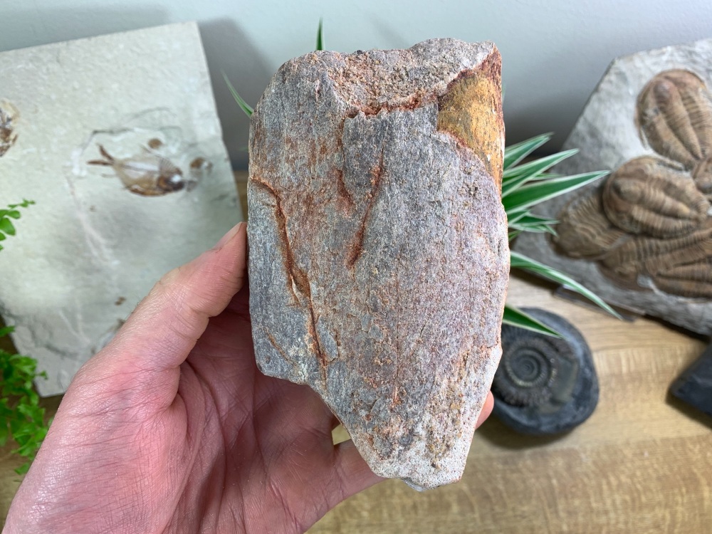 Large Dinosaur or Reptile Bone, Kem Kem #02