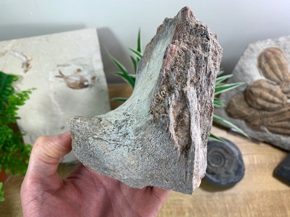 Large Dinosaur or Reptile Bone, Kem Kem #03