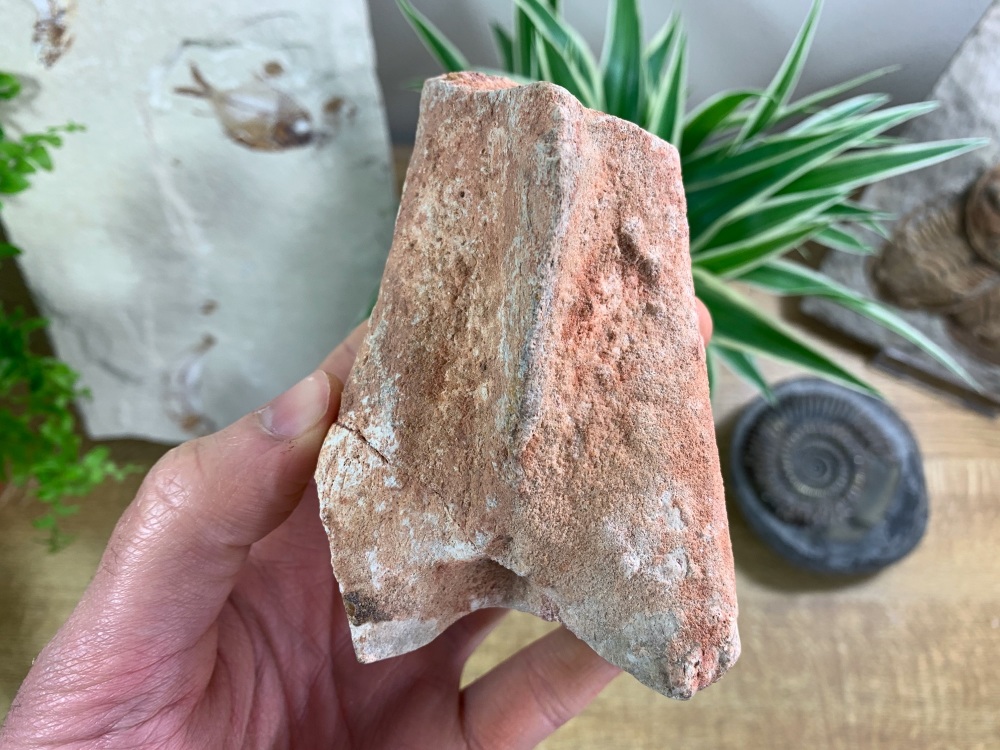 Dinosaur or Reptile Bone, Kem Kem #04