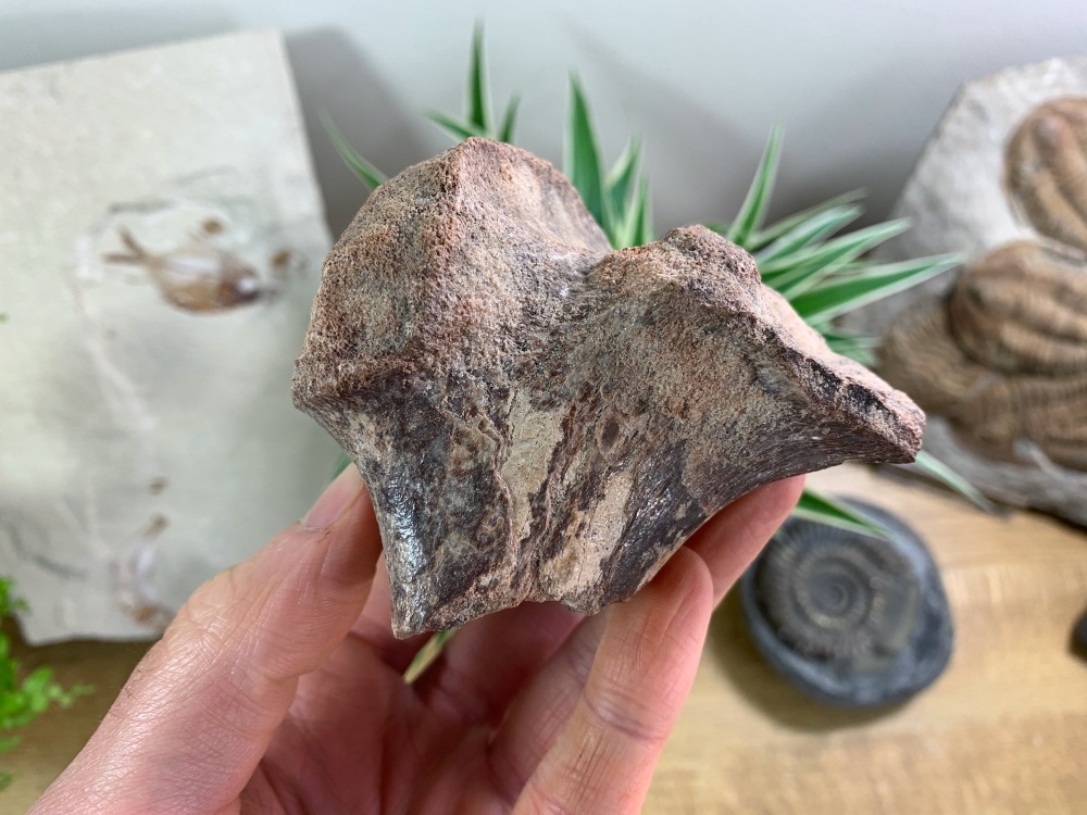Dinosaur or Reptile Bone, Kem Kem #05