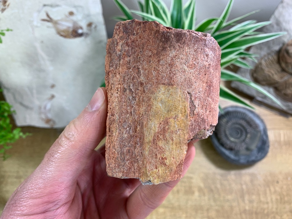 Dinosaur or Reptile Bone, Kem Kem #06
