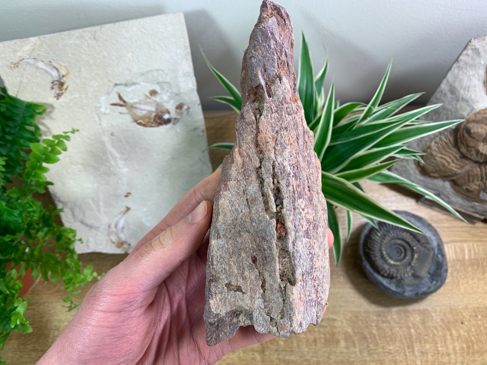 Dinosaur or Reptile Bone, Kem Kem #07