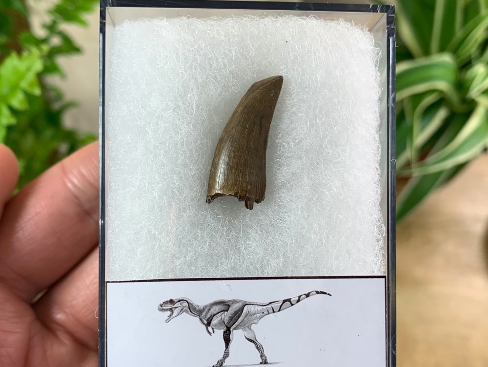 Daspletosaurus/Gorgosaurus Tooth (Judith River Fm.) #04
