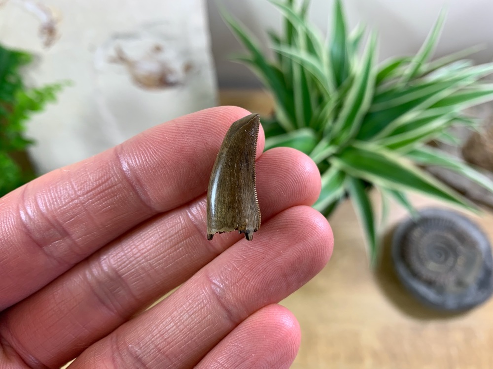 Daspletosaurus/Gorgosaurus Tooth (Judith River Fm.) #04