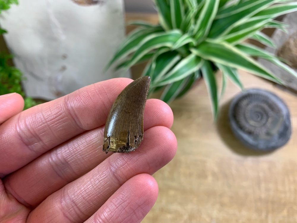 Daspletosaurus/Gorgosaurus Tooth (Judith River Fm.) #10
