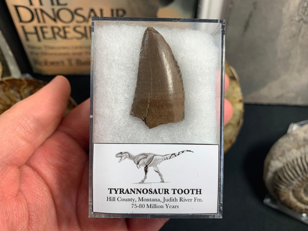 Daspletosaurus/Gorgosaurus Tooth (Judith River Fm.) #12